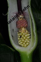 Gefleckter Aronstab, Arum maculatum, Araceae, Arum maculatum, Gefleckter Aronstab, Blühend Kauf von 00411_arum_maculatum_dsc_0412.jpg