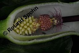 Gefleckter Aronstab, Arum maculatum, Araceae, Arum maculatum, Gefleckter Aronstab, Blühend Kauf von 00411_arum_maculatum_dsc_0413.jpg