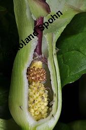 Gefleckter Aronstab, Arum maculatum, Araceae, Arum maculatum, Gefleckter Aronstab, Blühend Kauf von 00411_arum_maculatum_dsc_0471.jpg