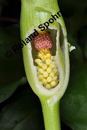 Gefleckter Aronstab, Arum maculatum, Araceae, Arum maculatum, Gefleckter Aronstab, Blühend Kauf von 00411_arum_maculatum_dsc_8733.jpg