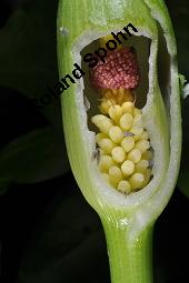 Gefleckter Aronstab, Arum maculatum, Araceae, Arum maculatum, Gefleckter Aronstab, Blühend Kauf von 00411_arum_maculatum_dsc_8734.jpg