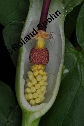 Gefleckter Aronstab, Arum maculatum, Araceae, Arum maculatum, Gefleckter Aronstab, Blühend Kauf von 00411_arum_maculatum_dsc_8738.jpg