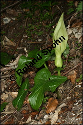 Gefleckter Aronstab, Arum maculatum, Araceae, Arum maculatum, Gefleckter Aronstab, Blühend Kauf von 00411arum_maculatumimg_7036.jpg