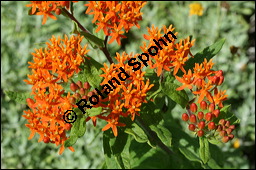 Knollige Schwalbenwurz, Knollige Seidenpflanze, Asclepias tuberosa, Asclepiadaceae, Asclepias tuberosa, Knollige Seidenpflanze, Knollige Schwalbenwurz, Blühend Kauf von 00416asclepias_tuberosaimg_2794.jpg