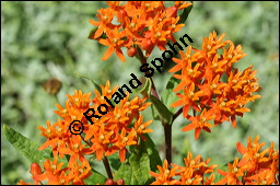 Knollige Schwalbenwurz, Knollige Seidenpflanze, Asclepias tuberosa, Asclepiadaceae, Asclepias tuberosa, Knollige Seidenpflanze, Knollige Schwalbenwurz, Blhend Kauf von 00416asclepias_tuberosaimg_2795.jpg