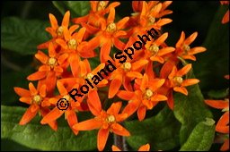 Knollige Schwalbenwurz, Knollige Seidenpflanze, Asclepias tuberosa, Asclepiadaceae, Asclepias tuberosa, Knollige Seidenpflanze, Knollige Schwalbenwurz, Blühend Kauf von 00416asclepias_tuberosaimg_2796.jpg