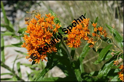 Knollige Schwalbenwurz, Knollige Seidenpflanze, Asclepias tuberosa, Asclepiadaceae, Asclepias tuberosa, Knollige Seidenpflanze, Knollige Schwalbenwurz, Blühend Kauf von 00416asclepias_tuberosaimg_8946.jpg