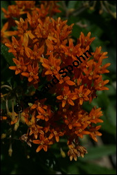 Knollige Schwalbenwurz, Knollige Seidenpflanze, Asclepias tuberosa, Asclepiadaceae, Asclepias tuberosa, Knollige Seidenpflanze, Knollige Schwalbenwurz, Blhend Kauf von 00416asclepias_tuberosaimg_8947.jpg