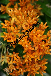 Knollige Schwalbenwurz, Knollige Seidenpflanze, Asclepias tuberosa, Asclepiadaceae, Asclepias tuberosa, Knollige Seidenpflanze, Knollige Schwalbenwurz, Blühend Kauf von 00416asclepias_tuberosaimg_8948.jpg