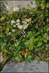 Große Sterndolde, Astrantia major, Apiaceae, Astrantia major, Große Sterndolde, Blatt Kauf von 00420astrantia_majorimg_4555.jpg