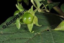 Echte Tollkirsche, Atropa belladonna, Solanaceae, Atropa belladonna, Atropa bella-donna, Echte Tollkirsche, Blhend Kauf von 00422_atropa_belladonna_dsc_3137.jpg