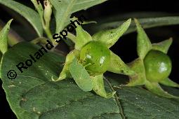 Echte Tollkirsche, Atropa belladonna, Solanaceae, Atropa belladonna, Atropa bella-donna, Echte Tollkirsche, Blhend Kauf von 00422_atropa_belladonna_dsc_3138.jpg