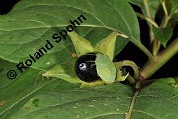 Echte Tollkirsche, Atropa belladonna, Solanaceae, Atropa belladonna, Atropa bella-donna, Echte Tollkirsche, Blhend Kauf von 00422_atropa_belladonna_dsc_3141.jpg