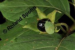 Echte Tollkirsche, Atropa belladonna, Solanaceae, Atropa belladonna, Atropa bella-donna, Echte Tollkirsche, Blühend Kauf von 00422_atropa_belladonna_dsc_3142.jpg