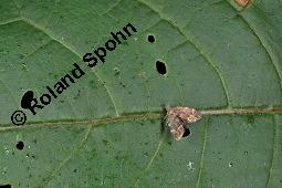 Echte Tollkirsche, Atropa belladonna, Solanaceae, Atropa belladonna, Atropa bella-donna, Echte Tollkirsche, Blühend Kauf von 00422_atropa_belladonna_dsc_3530.jpg