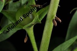 Echte Tollkirsche, Atropa belladonna, Solanaceae, Atropa belladonna, Atropa bella-donna, Echte Tollkirsche, Blühend Kauf von 00422_atropa_belladonna_dsc_3532.jpg