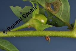 Echte Tollkirsche, Atropa belladonna, Solanaceae, Atropa belladonna, Atropa bella-donna, Echte Tollkirsche, Blühend Kauf von 00422_atropa_belladonna_dsc_3534.jpg