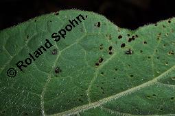 Echte Tollkirsche, Atropa belladonna, Solanaceae, Atropa belladonna, Atropa bella-donna, Echte Tollkirsche, Blühend Kauf von 00422_atropa_belladonna_dsc_9006.jpg