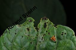 Echte Tollkirsche, Atropa belladonna, Solanaceae, Atropa belladonna, Atropa bella-donna, Echte Tollkirsche, Blühend Kauf von 00422_atropa_belladonna_dsc_9008.jpg