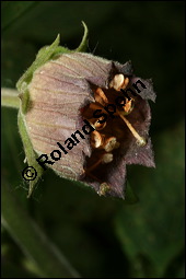 Echte Tollkirsche, Atropa belladonna, Solanaceae, Atropa belladonna, Atropa bella-donna, Echte Tollkirsche, Blühend Kauf von 00422atropa_belladonnaimg_2351.jpg