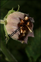 Echte Tollkirsche, Atropa belladonna, Solanaceae, Atropa belladonna, Atropa bella-donna, Echte Tollkirsche, Blhend Kauf von 00422atropa_belladonnaimg_2351.jpg