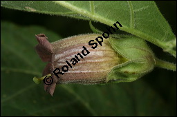 Echte Tollkirsche, Atropa belladonna, Solanaceae, Atropa belladonna, Atropa bella-donna, Echte Tollkirsche, Blhend Kauf von 00422atropa_belladonnaimg_2353.jpg