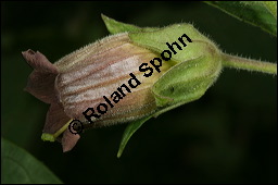 Echte Tollkirsche, Atropa belladonna, Solanaceae, Atropa belladonna, Atropa bella-donna, Echte Tollkirsche, Blühend Kauf von 00422atropa_belladonnaimg_2354.jpg