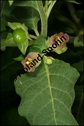 Echte Tollkirsche, Atropa belladonna, Solanaceae, Atropa belladonna, Atropa bella-donna, Echte Tollkirsche, Blühend Kauf von 00422atropa_belladonnaimg_7568.jpg