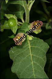 Echte Tollkirsche, Atropa belladonna, Solanaceae, Atropa belladonna, Atropa bella-donna, Echte Tollkirsche, Blhend Kauf von 00422atropa_belladonnaimg_7568.jpg