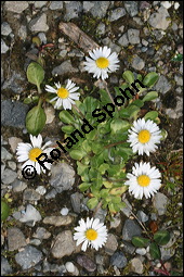 Gänseblümchen, Maßliebchen, Bellis perennis, Asteraceae, Bellis perennis, Gänseblümchen, Maßliebchen, Habitat Kauf von 00428bellis_perennisimg_6279.jpg