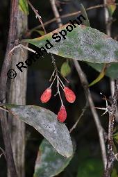 Gewöhnliche Berberitze, Berberis vulgaris, Berberidaceae, Berberis vulgaris, Gewöhnliche Berberitze, Gewöhnlicher Sauerdorn, Beblättert, Herbstfärbung Kauf von 00429_berberis_vulgaris_dsc_6873.jpg