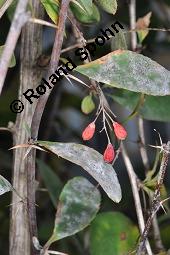 Gewöhnliche Berberitze, Berberis vulgaris, Berberidaceae, Berberis vulgaris, Gewöhnliche Berberitze, Gewöhnlicher Sauerdorn, Beblättert, Herbstfärbung Kauf von 00429_berberis_vulgaris_dsc_6874.jpg