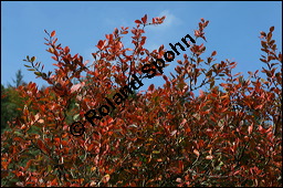 Gewöhnliche Berberitze, Berberis vulgaris, Berberidaceae, Berberis vulgaris, Gewöhnliche Berberitze, Gewöhnlicher Sauerdorn, Beblättert, Herbstfärbung Kauf von 00429berberis_vulgarisimg_4340.jpg