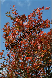 Gewöhnliche Berberitze, Berberis vulgaris, Berberidaceae, Berberis vulgaris, Gewöhnliche Berberitze, Gewöhnlicher Sauerdorn, Beblättert, Herbstfärbung Kauf von 00429berberis_vulgarisimg_4341.jpg