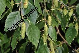 Moor-Birke, Betula pubescens, Betulaceae, Betula pubescens, Moor-Birke, Blatt Kauf von 00432_betula_pubescens_dsc_4605.jpg