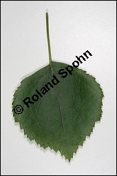 Moor-Birke, Betula pubescens, Betulaceae, Betula pubescens, Moor-Birke, Blatt Kauf von 00432betula_pubescensimg_3745.jpg