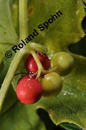 Rote Zaunrübe, Zweihäusige Zaunrübe, Rotfrüchtige Zaunrübe, Bryonia dioica, Bryonia cretica ssp. dioica, Cucurbitaceae, Bryonia dioica, Bryonia cretica ssp. dioica, Rotfrüchtige Zaunrübe, Zweihäusige Zaunrübe, Rote Zaunrübe, Falsche Alraune, Blühend männlich und weiblich, männlich (große Blüte) und weiblich (kleine Blüte mit Fruchtknoten) Kauf von 00439_bryonia_dioica_dsc_3910.jpg