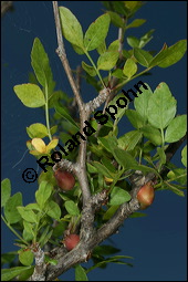 Duftender Weißgummibaum, Bursera fagaroides, Burseraceae, Bursera fagaroides, Duftender Weißgummibaum, fruchtend Kauf von 00441bursera_fagaroidesimg_8012.jpg