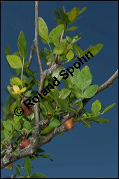 Duftender Weißgummibaum, Bursera fagaroides, Burseraceae, Bursera fagaroides, Duftender Weißgummibaum, fruchtend Kauf von 00441bursera_fagaroidesimg_8014.jpg