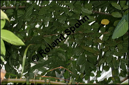 Birkenblättriger Weißgummibaum, Bursera simaruba, Bursera gummifera, Burseraceae, Bursera simaruba, Bursera gummifera, Birkenblättriger Weißgummibaum, Beblättert Kauf von 00442bursera_simarubaimg_7706.jpg