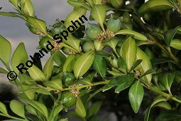 Gewöhnlicher Buchsbaum, Europäischer Buchsbaum, Buxus sempervirens, Buxaceae, Buxus sempervirens, Gewöhnlicher Buchsbaum, Europäischer Buchsbaum, fruchtend Kauf von 00443_buxus_sempervirens_dsc_4732.jpg