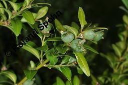 Gewöhnlicher Buchsbaum, Europäischer Buchsbaum, Buxus sempervirens, Buxaceae, Buxus sempervirens, Gewöhnlicher Buchsbaum, Europäischer Buchsbaum, fruchtend Kauf von 00443_buxus_sempervirens_dsc_4738.jpg