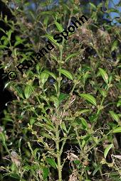 Gewöhnlicher Buchsbaum, Europäischer Buchsbaum, Buxus sempervirens, Buxaceae, Buxus sempervirens, Gewöhnlicher Buchsbaum, Europäischer Buchsbaum, fruchtend Kauf von 00443_buxus_sempervirens_dsc_7663.jpg