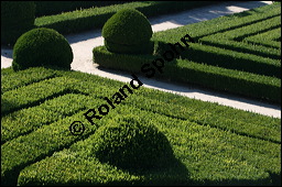 Gewhnlicher Buchsbaum, Europischer Buchsbaum, Buxus sempervirens, Buxaceae, Buxus sempervirens, Gewhnlicher Buchsbaum, Europischer Buchsbaum, fruchtend Kauf von 00443buxus_sempervirensimg_4835.jpg