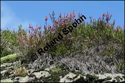 Besenheide, Heidekraut, Calluna vulgaris, Ericaceae, Calluna vulgaris, Besenheide, Heidekraut, Habitus blhend Kauf von 00446calluna_vulgarisimg_3717.jpg