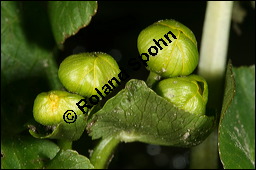 Sumpfdotterblume, Sumpf-Dotterblume, Caltha palustris, Ranunculaceae, Caltha palustris, Sumpf-Dotterblume, Sumpfdotterblume, Habitus blühend Kauf von 00448caltha_palustrisimg_5884.jpg