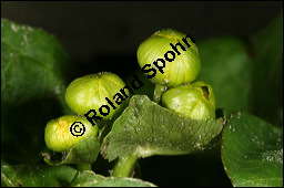 Sumpfdotterblume, Sumpf-Dotterblume, Caltha palustris, Ranunculaceae, Caltha palustris, Sumpf-Dotterblume, Sumpfdotterblume, Habitus blühend Kauf von 00448caltha_palustrisimg_5885.jpg