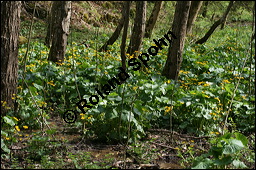 Sumpfdotterblume, Sumpf-Dotterblume, Caltha palustris, Ranunculaceae, Caltha palustris, Sumpf-Dotterblume, Sumpfdotterblume, Habitus blühend Kauf von 00448caltha_palustrisimg_6734.jpg
