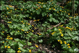 Sumpfdotterblume, Sumpf-Dotterblume, Caltha palustris, Ranunculaceae, Caltha palustris, Sumpf-Dotterblume, Sumpfdotterblume, Habitus blhend Kauf von 00448caltha_palustrisimg_6735.jpg