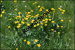 Sumpfdotterblume, Sumpf-Dotterblume, Caltha palustris, Ranunculaceae, Caltha palustris, Sumpf-Dotterblume, Sumpfdotterblume, Habitus blhend Kauf von 00448caltha_palustrisimg_7108.jpg